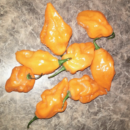 Orange Habanero Pepper Seeds bin68